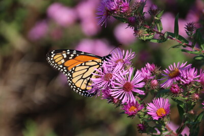 Monarch butterfly seen at Oakvillegreen Pollinator Pathway expansion at Kingsford Gardens, which is one of 15 projects underway within local municipalities and conservation areas in the Greater Toronto Area (GTA) as part of 407 ETR's sponsorship of CWF's Rights-of-Way as Habitat Program. (CNW Group/407 ETR Concession Company Limited)