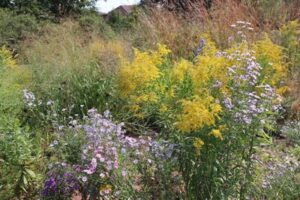 407 ETR and Canadian Wildlife Federation expand pollinator habitat restoration along Highway 407 ETR corridor and beyond
