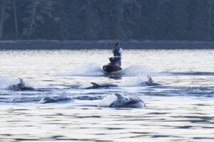 B.C. jet skier fined $5,000 for intentionally approaching marine mammals too closely