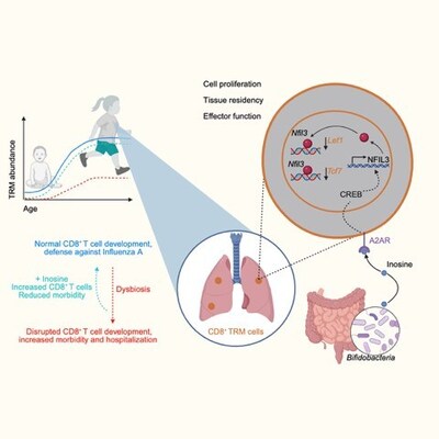 This illustration outlines the key role that gut-produced inosine plays in supporting immune cell development in the lung. When antibiotics disrupt the gut microbiota (dysbiosis), the amount of CD8+ memory T cells declines, resulting in increased risk of poor outcomes when lung infections occur in infancy and later in life. In mice, inosine supplements improved lung immune function.