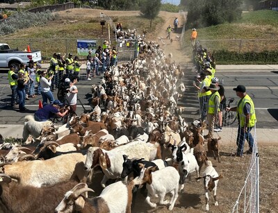 SDGE's fire safety goats transition to a new grazing field as community members and volunteers observe.