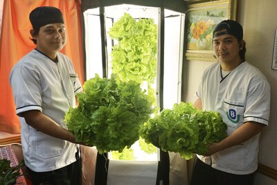 Fresh picks from the hydroponics harvest onboard Berge Dachstein Fresh picks from the hydroponics harvest onboard Berge Dachstein