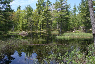 Ontario Wetland ©Joe Crowley (CNW Group/Ontario Nature)