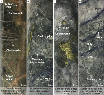 Figure 2. Mineralization and hydrothermal alteration observed in MD-047. A). Potassic altered early microdiorite porphyry (E0). B). Chlorite-sericite altered brecciated porphyry with molybdenite (moly) and chalcopyrite as matrix-infill. C). Chlorite-sericite altered brecciated porphyry with a massive chalcopyrite. D). Strong sericite altered dacite porphyry with banded molybdenite quartz veins. (CNW Group/COPPER GIANT RESOURCES CORP.)