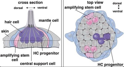 Graphic illustration of zebrafish neuromast showing where the progenitor and stem cells reside.