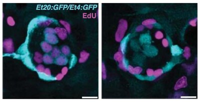 When the proliferation gene responsible for progenitor populations is disrupted (right), progenitors regenerate hair cells through direct differentiation in the absence of proliferation. Wild type neuromast is on the left.