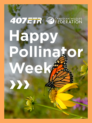 407 ETR expands its partnership with Canadian Wildlife Federation to help restore and protect pollinator habitat.