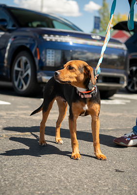 A Operation Frodo rescue dog is photographed in front of the Hyundai IONIQ 9 SUV in Stanfield, Ore., on June 10, 2026.