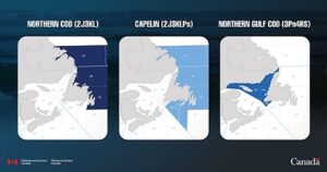 Northern cod quota to increase 55 per cent: Minister Thompson announces 2026 management decisions for Northern cod, Northern Gulf cod, and Northeast and south coast capelin for Newfoundland and Labrador