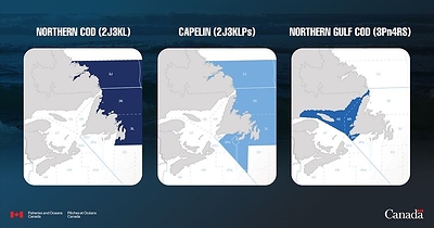 Map of NAFO Divisions for 2026 Management Decisions