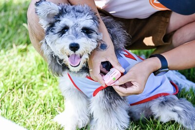 A player fits his dog with PetPhone, the AI-powered smartphone designed for pets.