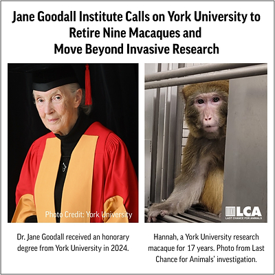 The Jane Goodall Institute urges York University to retire nine research macaques, including Hannah (right), who has spent 17 years in captivity.