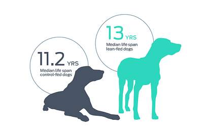 Lean-fed dogs had a 15% extension in median life span compared with control-fed Labrador Retrievers. Lean-fed dogs had a 15% extension in median life span compared with control-fed Labrador Retrievers.