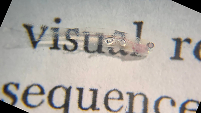 Printed letters are visible through the nearly transparent body of Danionella cerebrum, a tiny fish opening new possibilities for studying the vertebrate brain. Credit: Kutay Deniz Atabay/Whitehead Institute