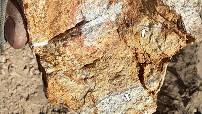 Figure 2 – Quartz-Sericite-Altered Intrusive Rock with Quartz Veinlets at Mustang South.