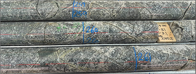 Core photo from DKD100 (259 – 261 m downhole) with vein-hosted and disseminated chalcopyrite (2%) and pyrite (4%) mineralisation in strongly veined tonalite host rock[2].
