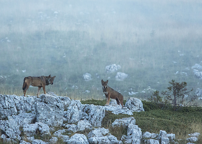 Winter Wolf Tracking in Italy