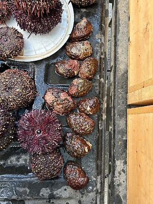 Photograph of seized Northern Abalone (right) presented as evidence to the Court.