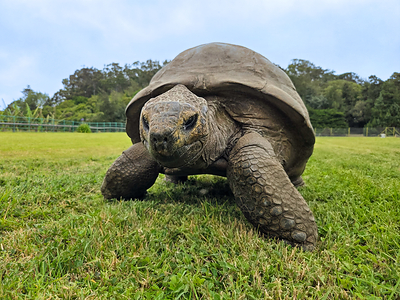 Jonathan, a 194-year-old giant tortoise, is believed to be the world's oldest known living land animal. Jonathan, a Seychelles giant tortoise, is estimated to have been born around 1832 and arrived on the island of St Helena in 1882. At approximately 194 years old, he is recognized as the oldest known living terrestrial animal. Jonathan was alive during the presidencies of Andrew Jackson and Abraham Lincoln. 