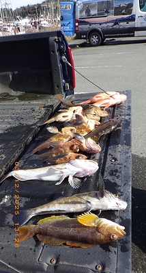 Photograph of illegally caught fish presented as evidence to the Court